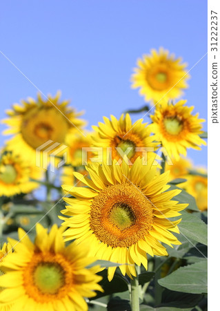 Sunflower field Sunflower field 31222237