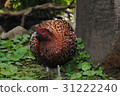 鳥眼洞 31222240
