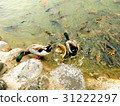 綠頭鴨和魚 31222297