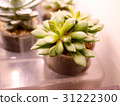 多汁植物 31222300