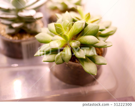 多汁植物 多汁植物 31222300