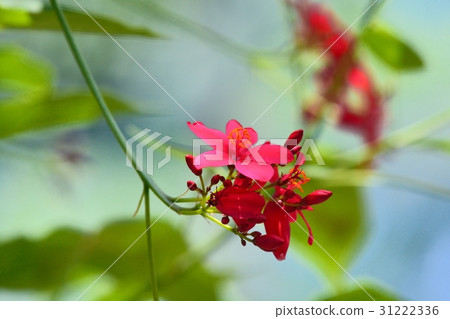 羚牛'Zakura（Nanoyo Zakura） 31222336