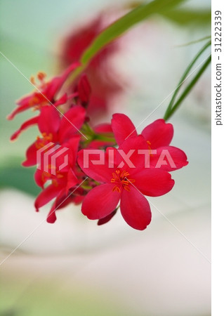 羚牛'Zakura（Nanoyo Zakura） 31222339