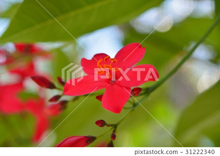 羚牛'Zakura（Nanoyo Zakura） 31222340