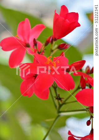 Takin 'Zakura (Nanoyo Zakura) Takin 'Zakura (Nanoyo Zakura) 31222341