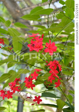 羚牛'Zakura（Nanoyo Zakura） 31222343