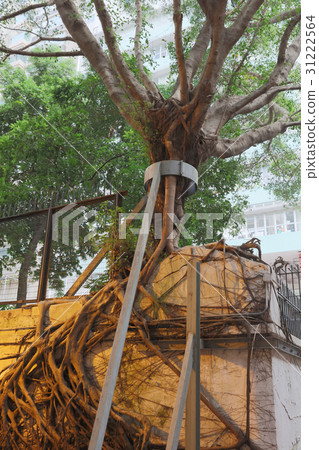 the tree growing on wall 31222564