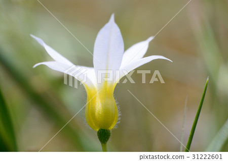 White flower red flower 31222601