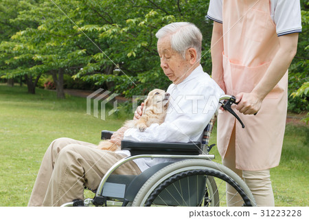 Senior wheelchair dog 31223228