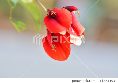 Flowers of Deigo 31223493