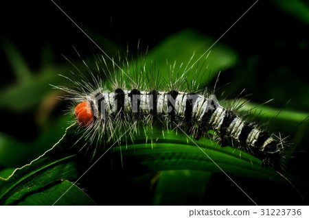 Worm on a grass in the garden 31223736