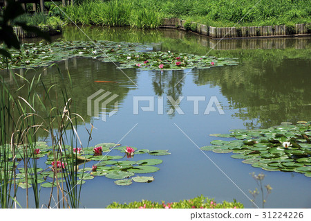 The water lily of the park The water lily of the park 31224226