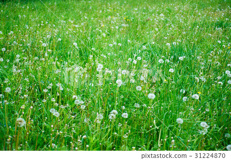 White and green dandelion meadow. 31224870