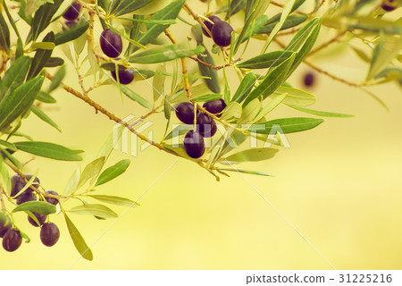Olive tree with fruits Olive tree with fruits 31225216