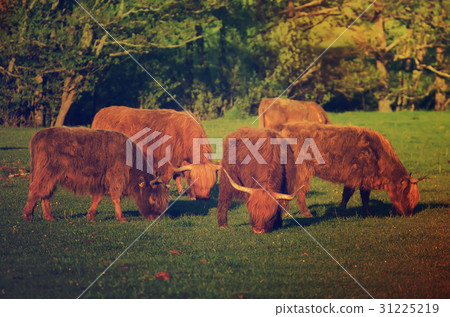 Scotland highland cows 31225219