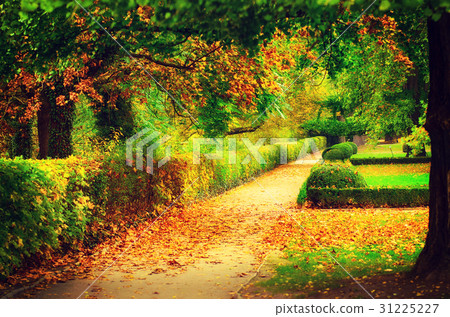 Autumn beautiful park 31225227