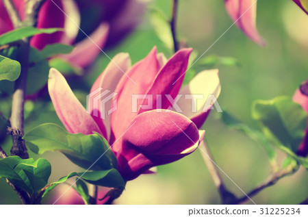 Magnolia spring flowers 31225234