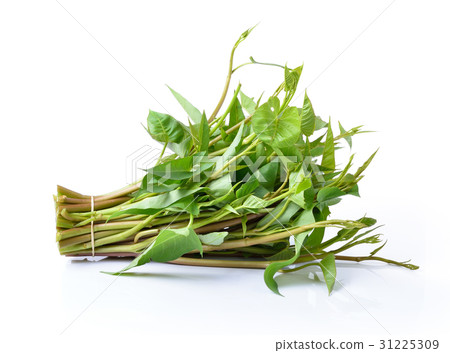 Water spinach isolated on white background Water spinach isolated on white background 31225309