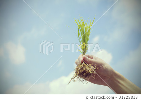 Rice planting image Rice planting image 31225818