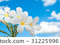 flower Plumeria isolated on the sky background. 31225996