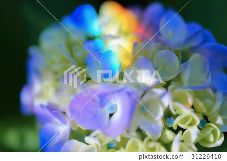Hydrangea stained with rainbow color Hydrangea stained with rainbow color 31226410