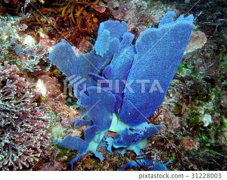 海照片 海照片 31228003