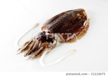 Sepia esculenta 31228075