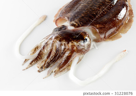 Sepia esculenta Sepia esculenta 31228076