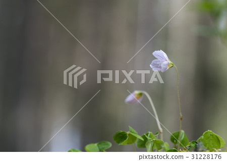 Blossom wood-sorrel flower Blossom wood-sorrel flower 31228176