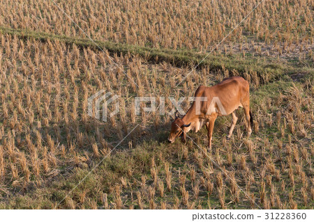 cow eating grass in rice field of farm agriculture cow eating grass in rice field of farm agriculture 31228360
