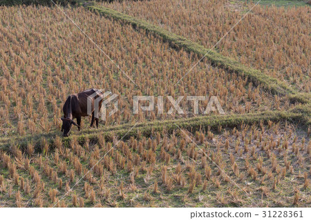 cow eating grass in rice field of farm agriculture cow eating grass in rice field of farm agriculture 31228361