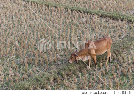 cow eating grass in rice field of farm agriculture cow eating grass in rice field of farm agriculture 31228366