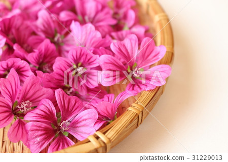 Mallow flower 31229013