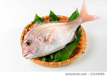 Red snapper 31229069
