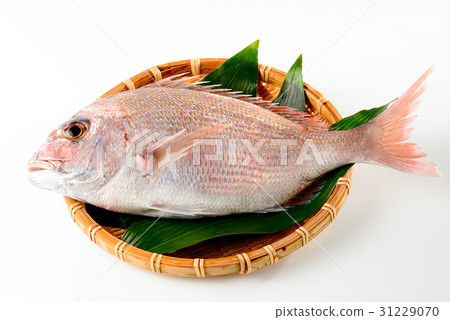 Red snapper Red snapper 31229070