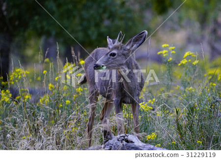 白尾鹿 31229119