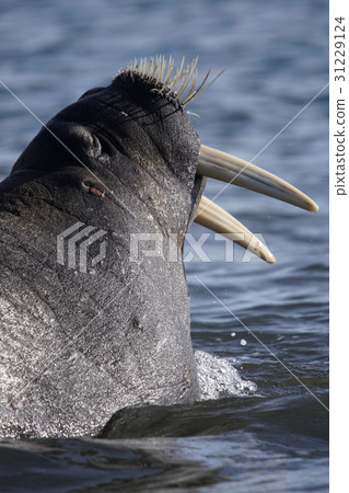 Walrus Walrus 31229124