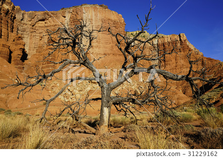 Dead tree 31229162