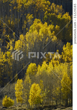 Aspen Aspen 31229165