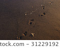 沙灘的腳印 31229192