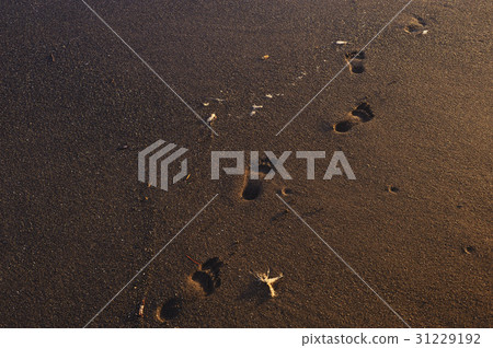 沙灘的腳印 31229192