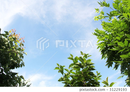 清新的綠色和藍天 31229193