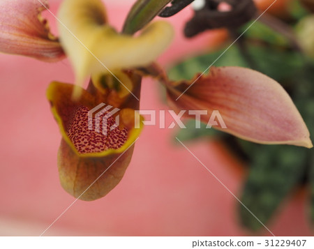 Orchid 31229407