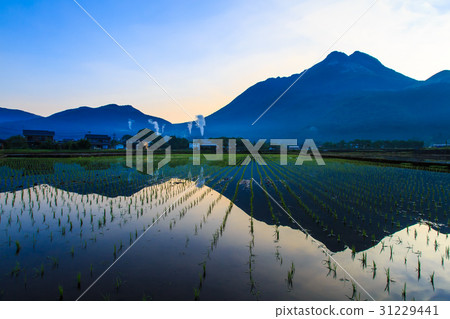 湯布院水稻種植鄉村風光的黎明 31229441
