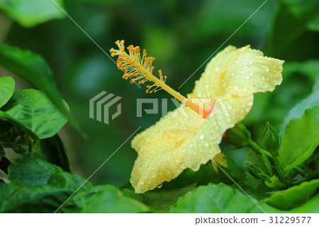 Hibiscus Flower 31229577