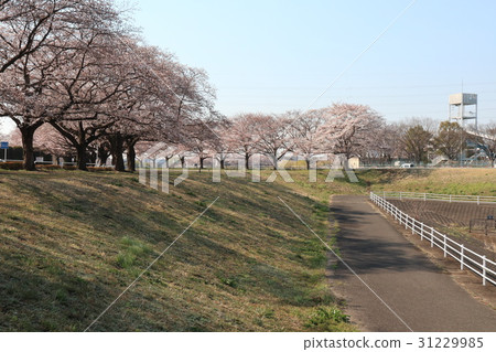 埼玉市Minaku-ku的春天風景 埼玉市Minaku-ku的春天風景 31229985