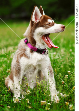 Siberian husky puppy dog one month old on grass 31230652