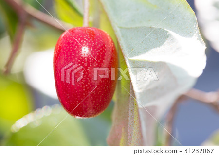 Bikkurigumi 31232067