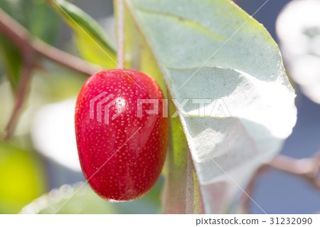 驚訝軟糖 31232090