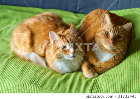 two cats, red, home, soft, caress, love 31232443